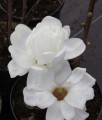 Magnolia Double Diamond w donicy