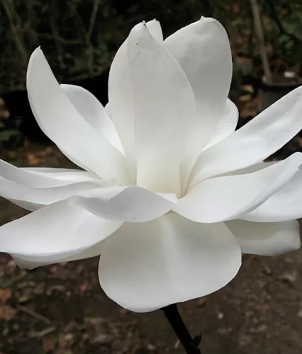 Magnolia Double Diamond w donicy