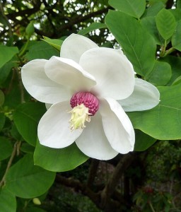 Magnolia Siebolda w donicy