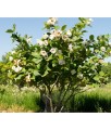 Magnolia Siebolda w donicy