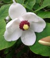 Magnolia Siebolda w donicy