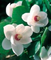 Magnolia Siebolda w donicy