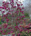 Magnolia Black Tulip w donicy
