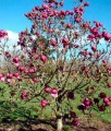 Magnolia Black Tulip w donicy