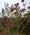Magnolia Black Tulip w donicy