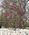 Magnolia Black Tulip w donicy