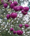 Magnolia Black Tulip w donicy