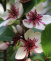 Magnolia White Caviar w donicy