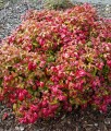 Nandina Domestica Firepower w donicy