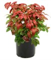 Nandina Domestica Firepower w donicy