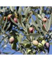 Oliwka Europejska Cipressino w donicy