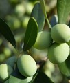 Oliwka Europejska Cipressino w donicy