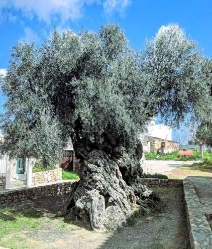 Oliwka Europejska Cipressino w donicy