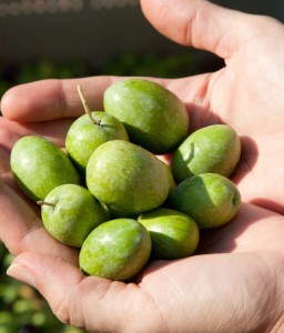 Oliwka Europejska Olivia w donicy