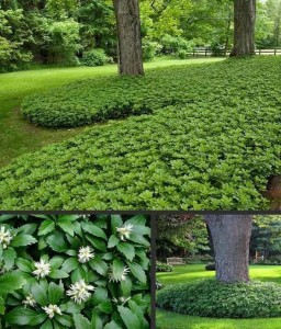 Runianka Japońska Green Carpet w donicy