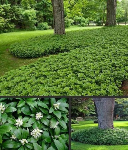 Runianka Japońska Green Carpet w donicy