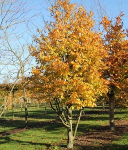 Parocja Perska Vanessa w donicy