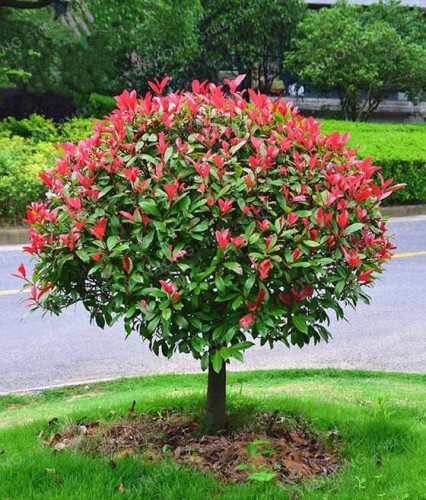 Głogownik Red Robin w donicy