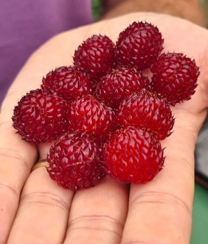 Drzewo Malinowe Kolumnowe Hara w donicy