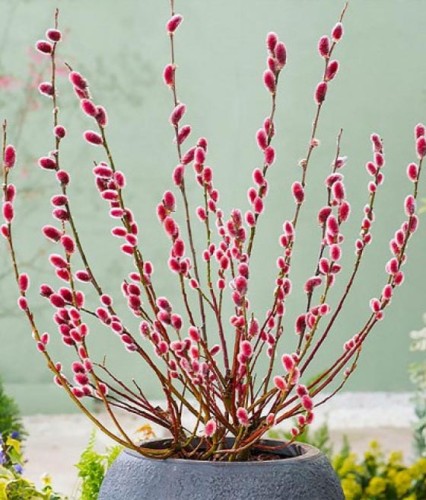 Wierzba Smukłoszyjkowa Mount Aso w donicy