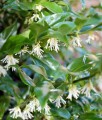 Sarcococca Confusa w donicy