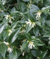 Sarcococca Confusa w donicy
