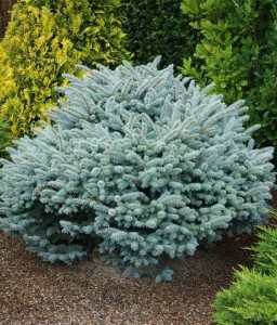 Świerk Kłujący Glauca Globosa w donicy