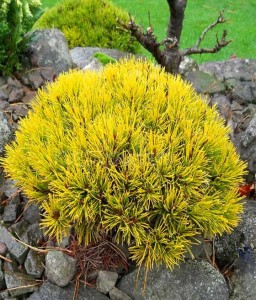 Sosna Górska Kosodrzewina Carstens Wintergold w donicy