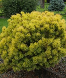 Sosna Górska Kosodrzewina Ophir w donicy