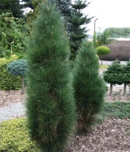 Sosna Czarna Kolumnowa Green Tower w donicy