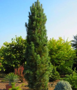 Sosna Kolumnowa Wejmutka Fastigiata w donicy