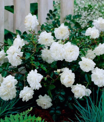 Róża Okrywowa White Fairy w donicy