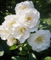 Róża Okrywowa White Fairy w donicy