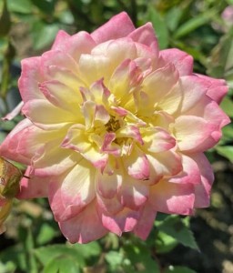  Róża Okrywowa Fairy Tricolor w donicy