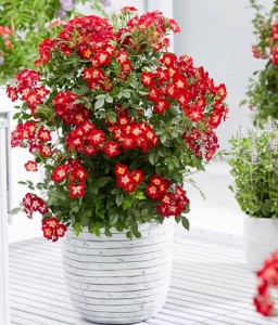 Róża Rabatowa Everglow Ruby w donicy