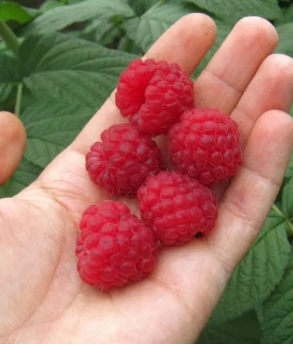 Malina Bezkolcowa Glen Ample w donicy