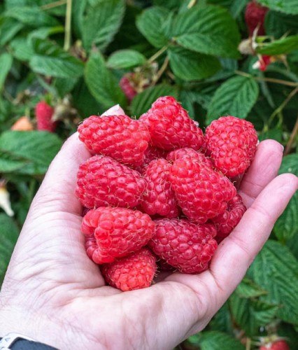  Malina Bezkolcowa  Glen Dee w donicy