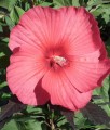 Hibiskus Bagienny Carousel Pink Pasion w donicy