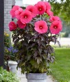 Hibiskus Bagienny Carousel Pink Pasion w donicy