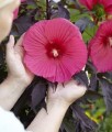 Hibiskus Bagienny Carousel Pink Pasion w donicy