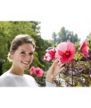 Hibiskus Bagienny Carousel Pink Pasion w donicy