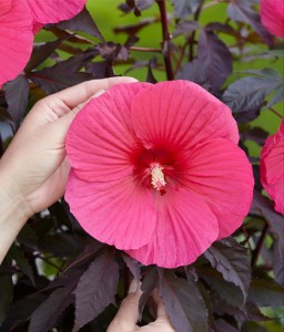 Hibiskus Bagienny Carousel Pink Pasion w donicy