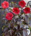 Hibiskus Bagienny Carousel Red Wine w donicy