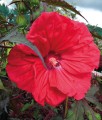 Hibiskus Bagienny Carousel Red Wine w donicy