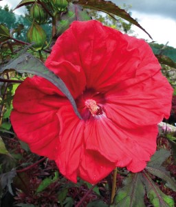 Hibiskus Bagienny Carousel Red Wine w donicy