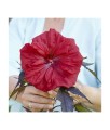 Hibiskus Bagienny Carousel Red Wine w donicy