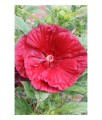 Hibiskus Bagienny Cranberry Crush w donicy