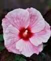 Hibiskus Bagienny Kopper King w donicy