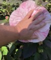 Hibiskus Bagienny Kopper King w donicy