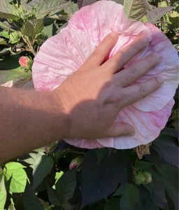 Hibiskus Bagienny Kopper King w donicy